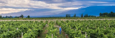 Woman in vineyards in Andes mountains on wine tasting vacation at a winery in Uco Valley (Valle de U