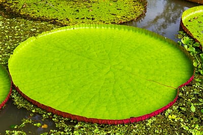 Victoria Amazonica