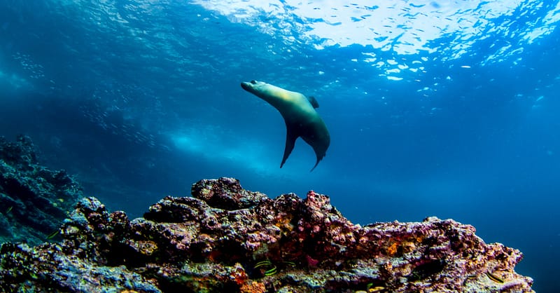Galapagos fur seal en Ecuador, un destino MICE