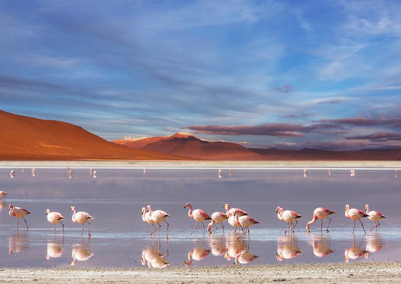 Laguna Colorada con flamencos en el Salar de Uyuni, destino para MICE e incentivos en Bolivia
