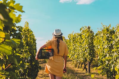 A back view of a female in the vineyard